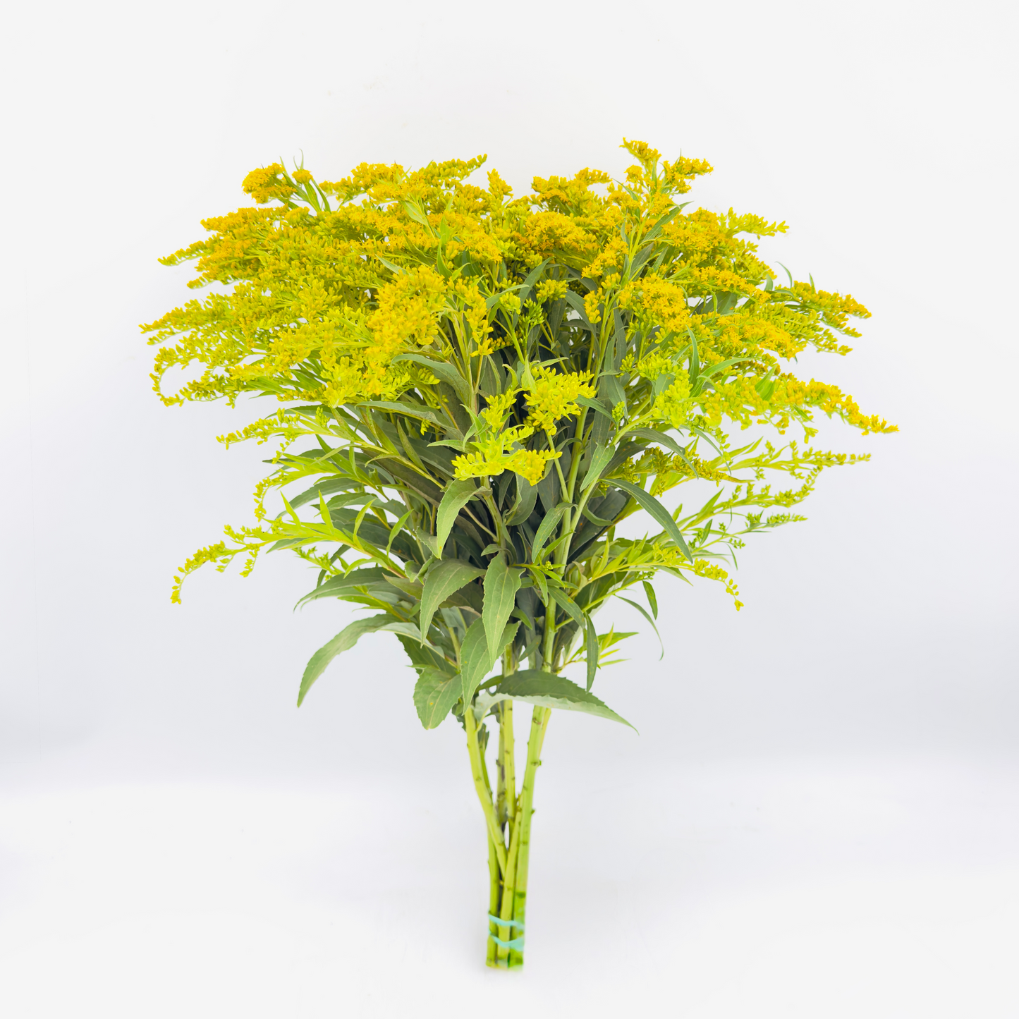 Solidago 55cm (x5s)