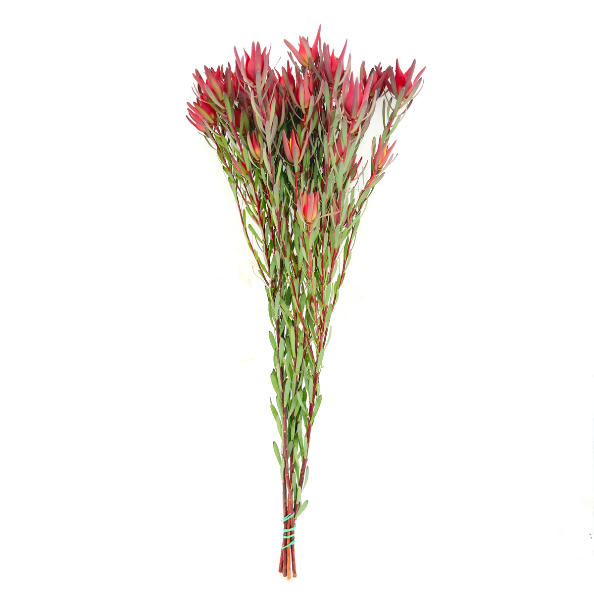Blush Spray 70cm (x5s)