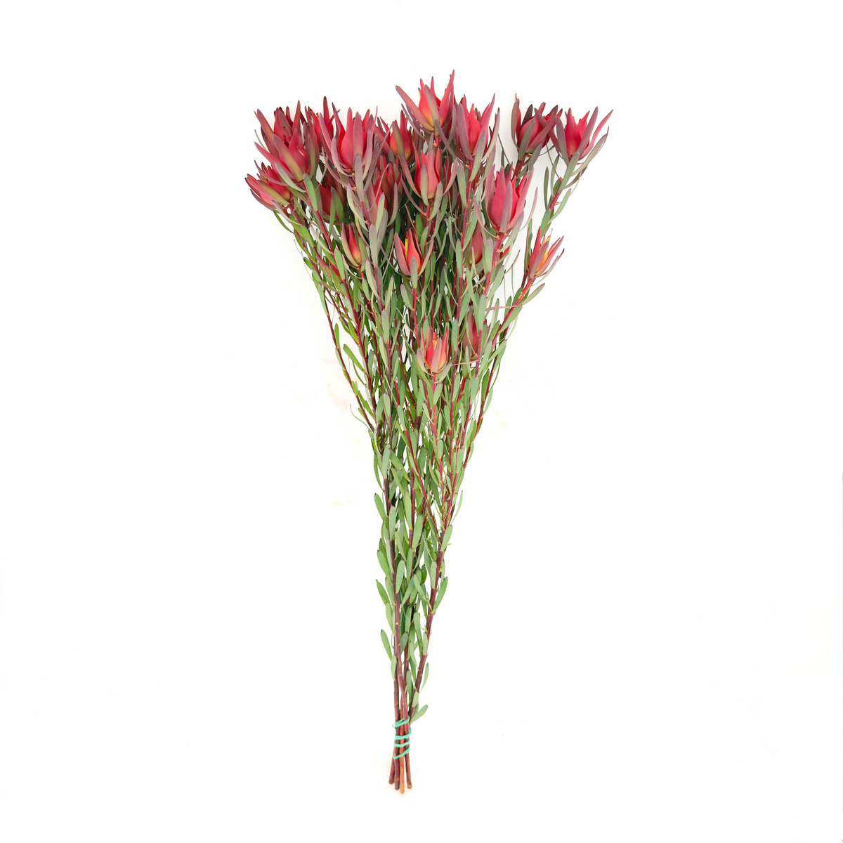 Blush Spray 60cm (x5s)