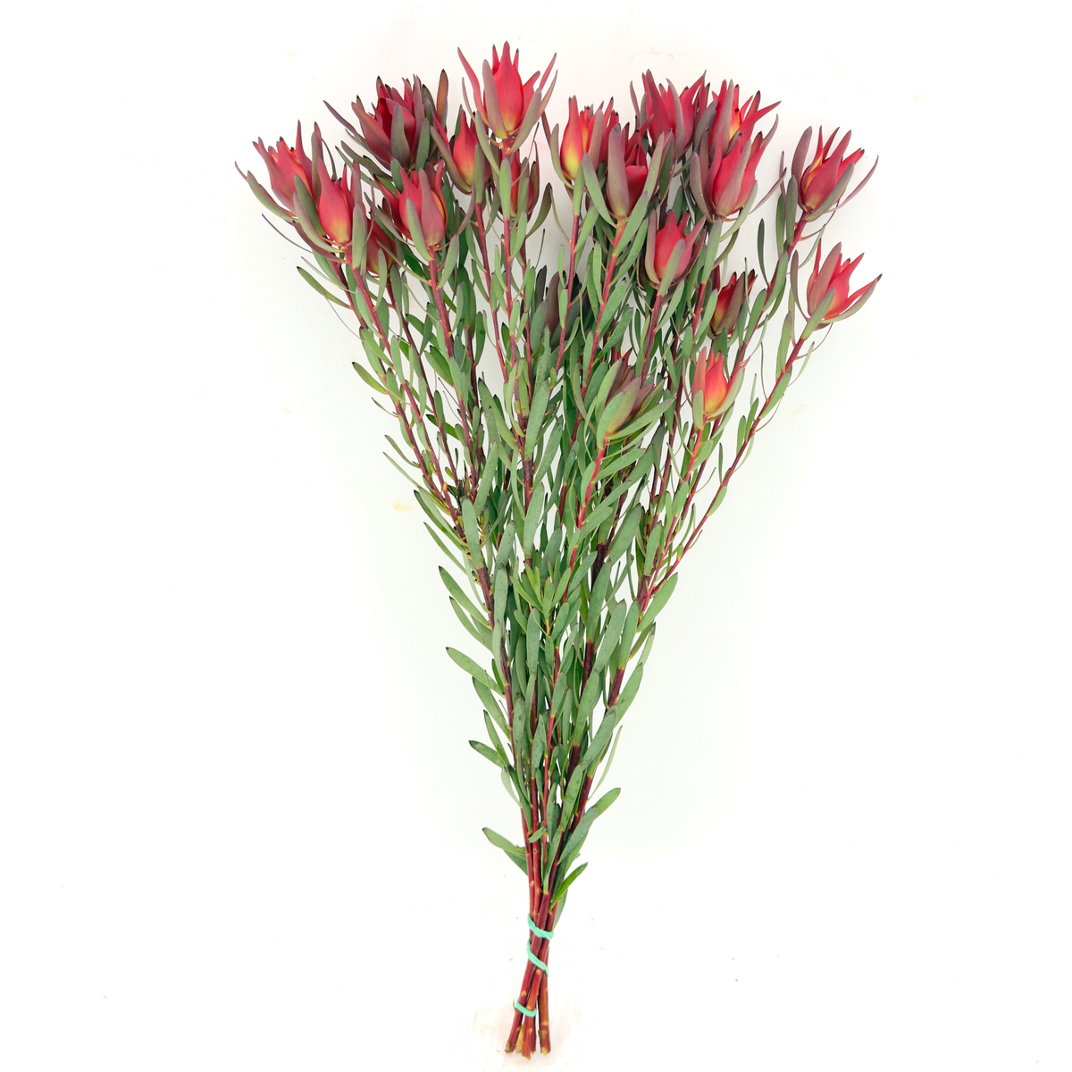 Blush Spray 50cm (x5s)
