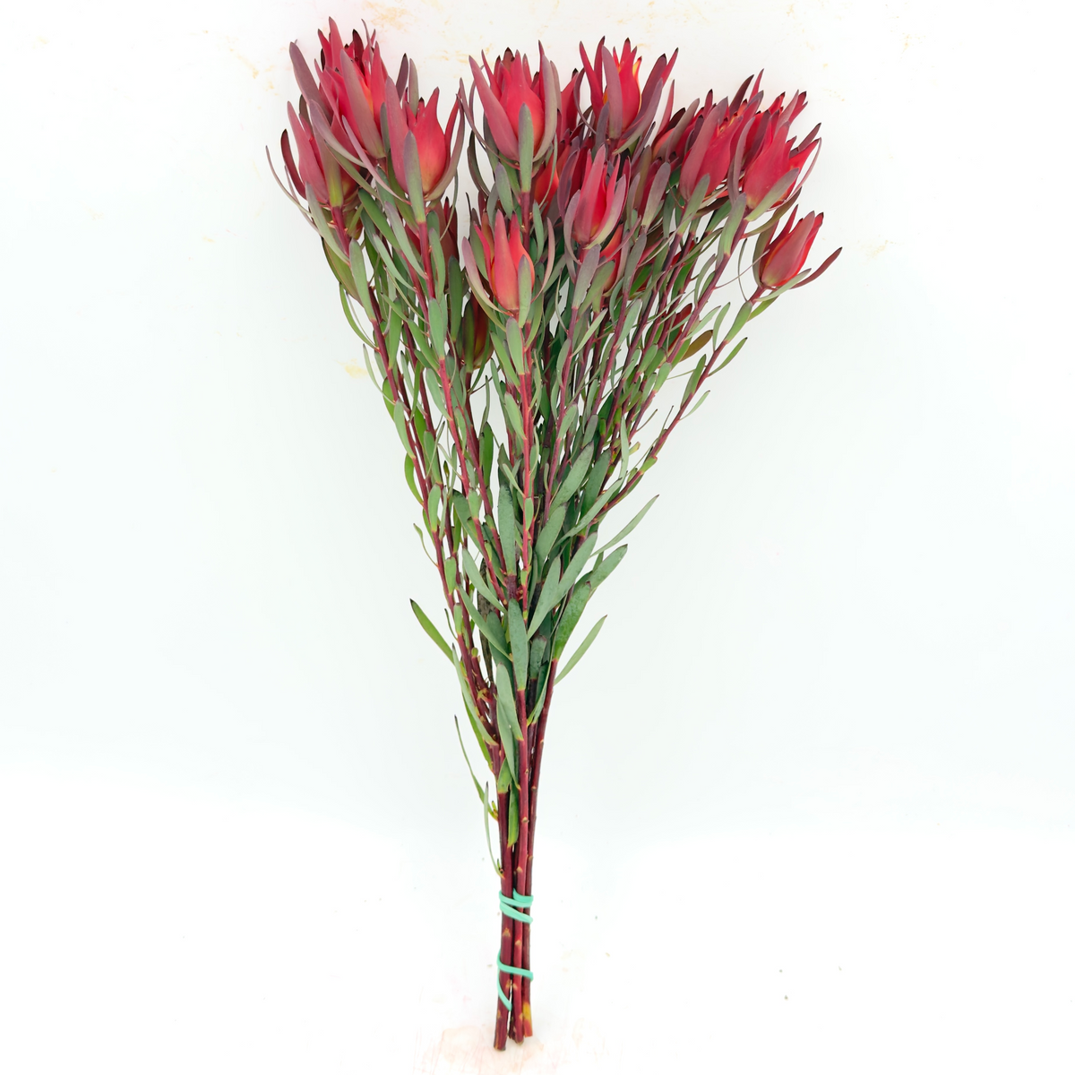 Blush Spray 40cm (x5s)