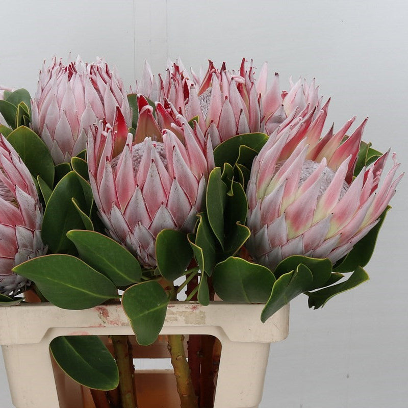 Cynaroid King 70m (x1s)