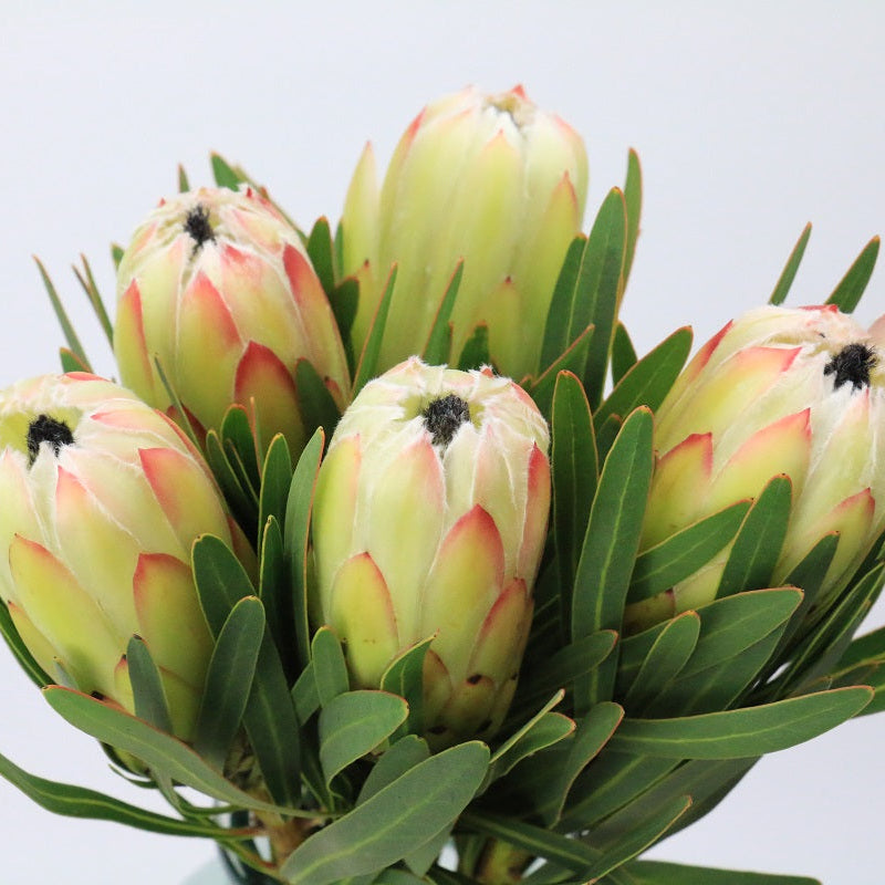 Protea White Night 70cm (x1s)