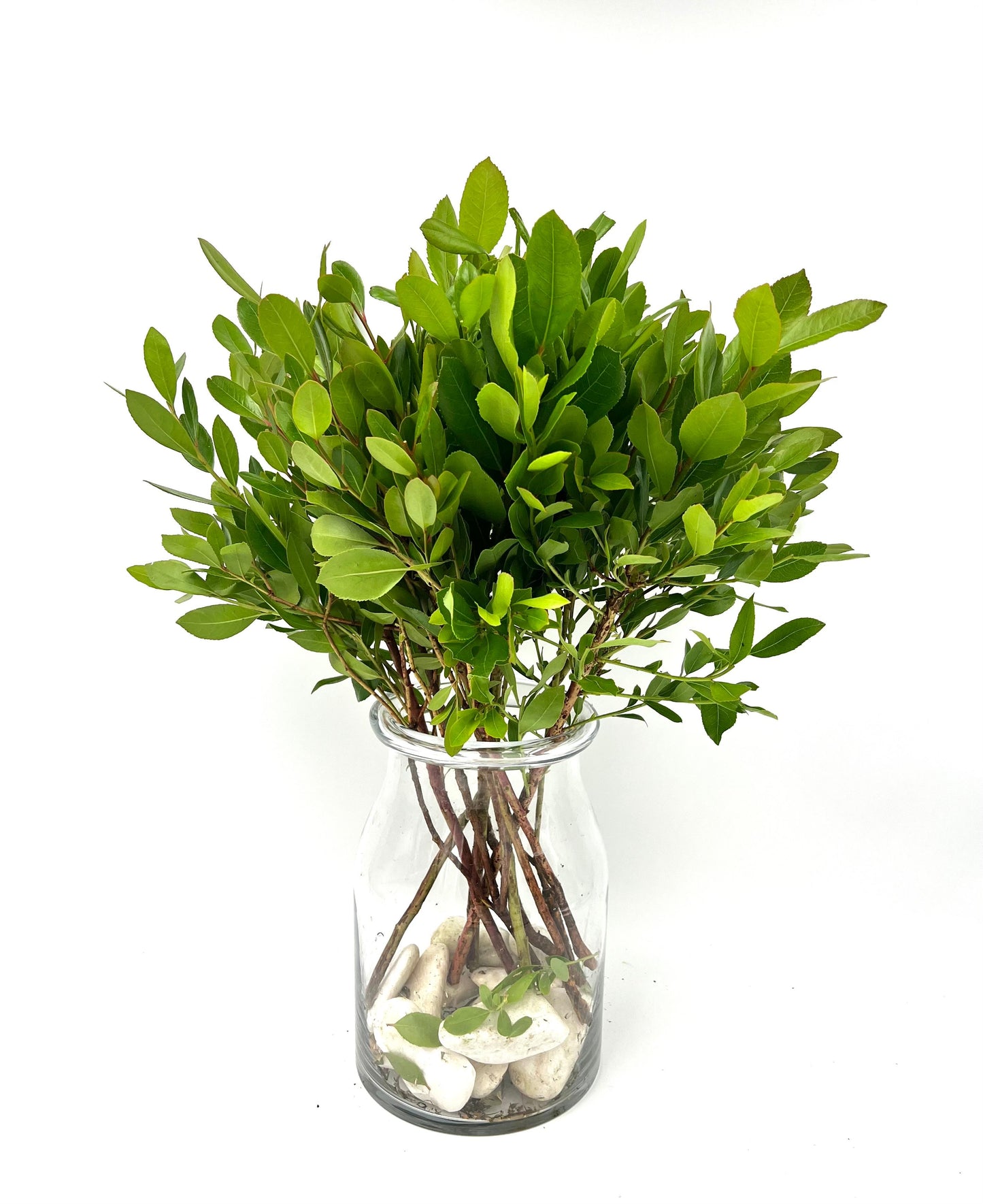 Medronheiro / Arbutus (x10s)