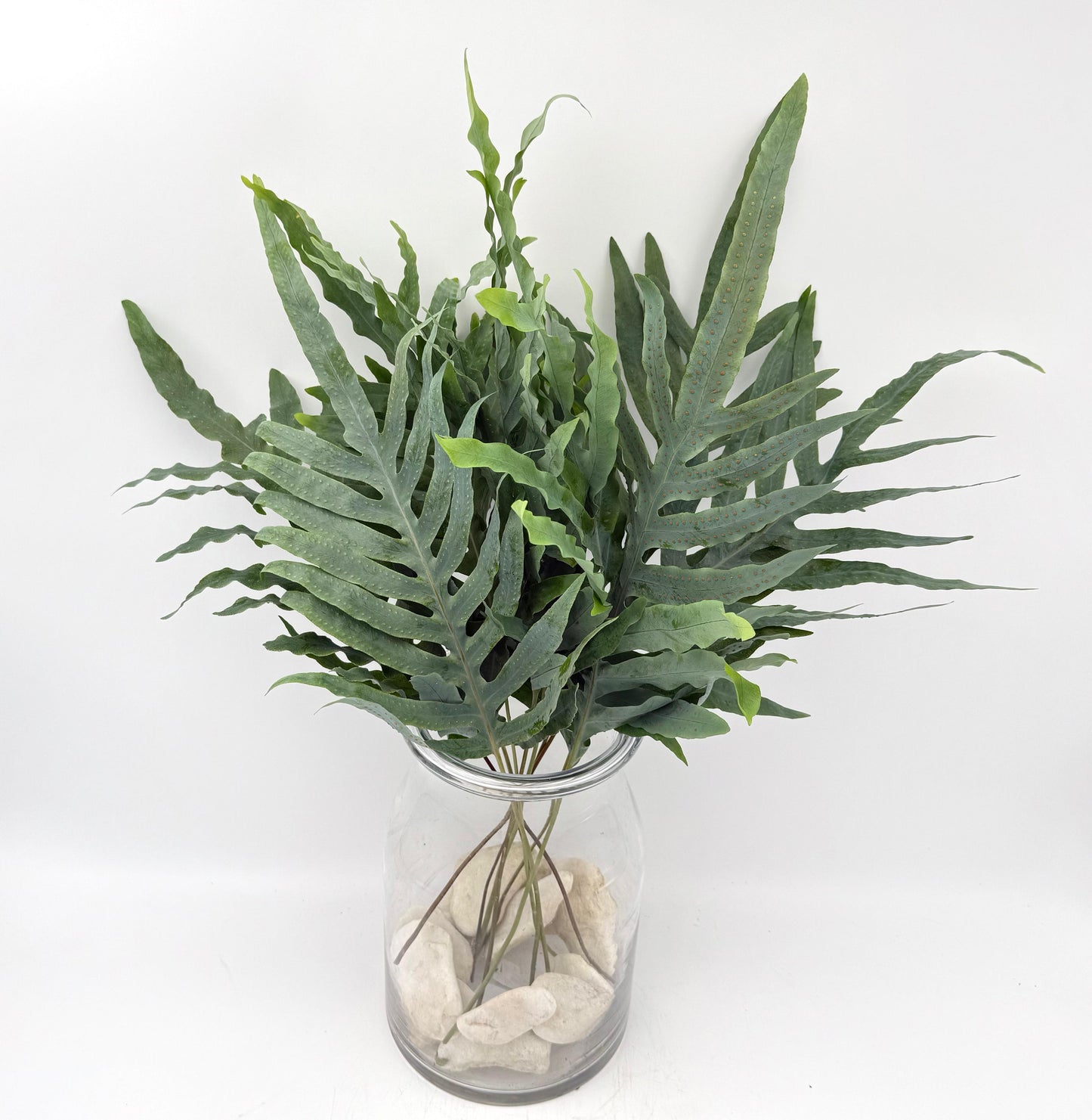 Blue Star Fern (x10s)