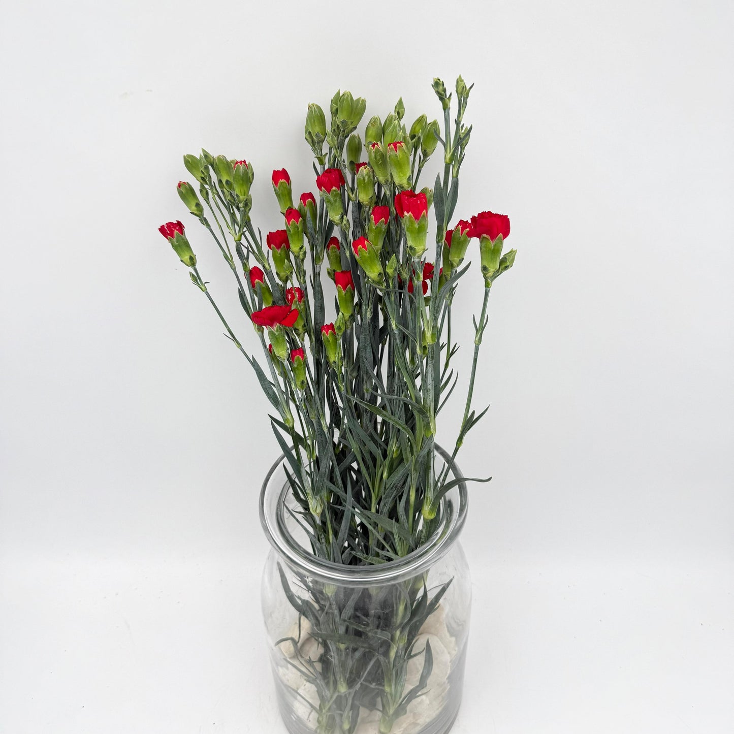 Dianthus caryophyllus Red (x10s)