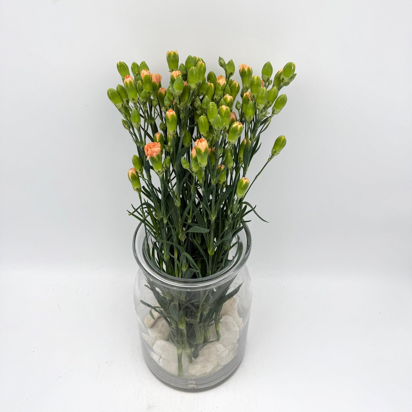 Dianthus caryophyllus Beige (x10s)