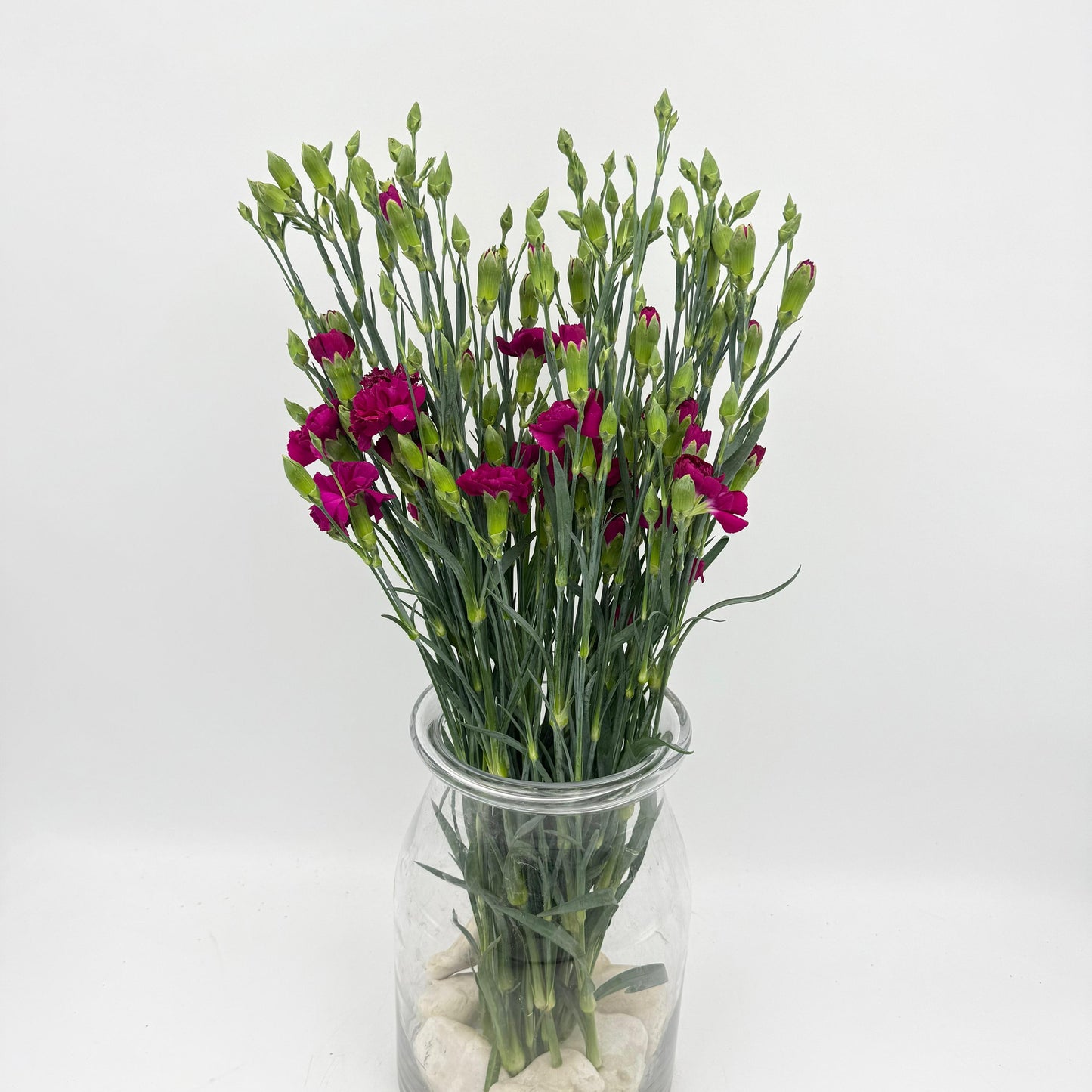 Dianthus caryophyllus Magenta (x10s)