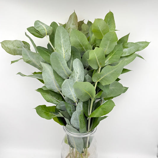 Eucalyptus Robusta (x10s)