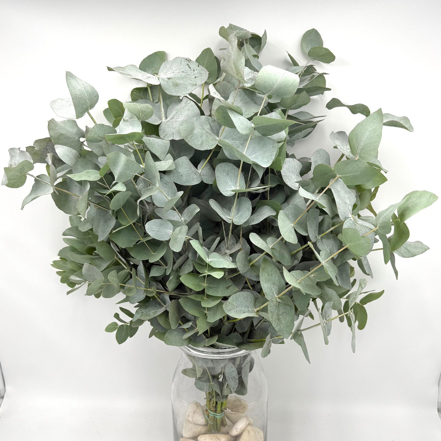 Eucalyptus Cinerea 70cm (x10s)