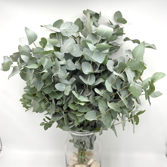 Eucalyptus Cinerea 70cm (x10s)