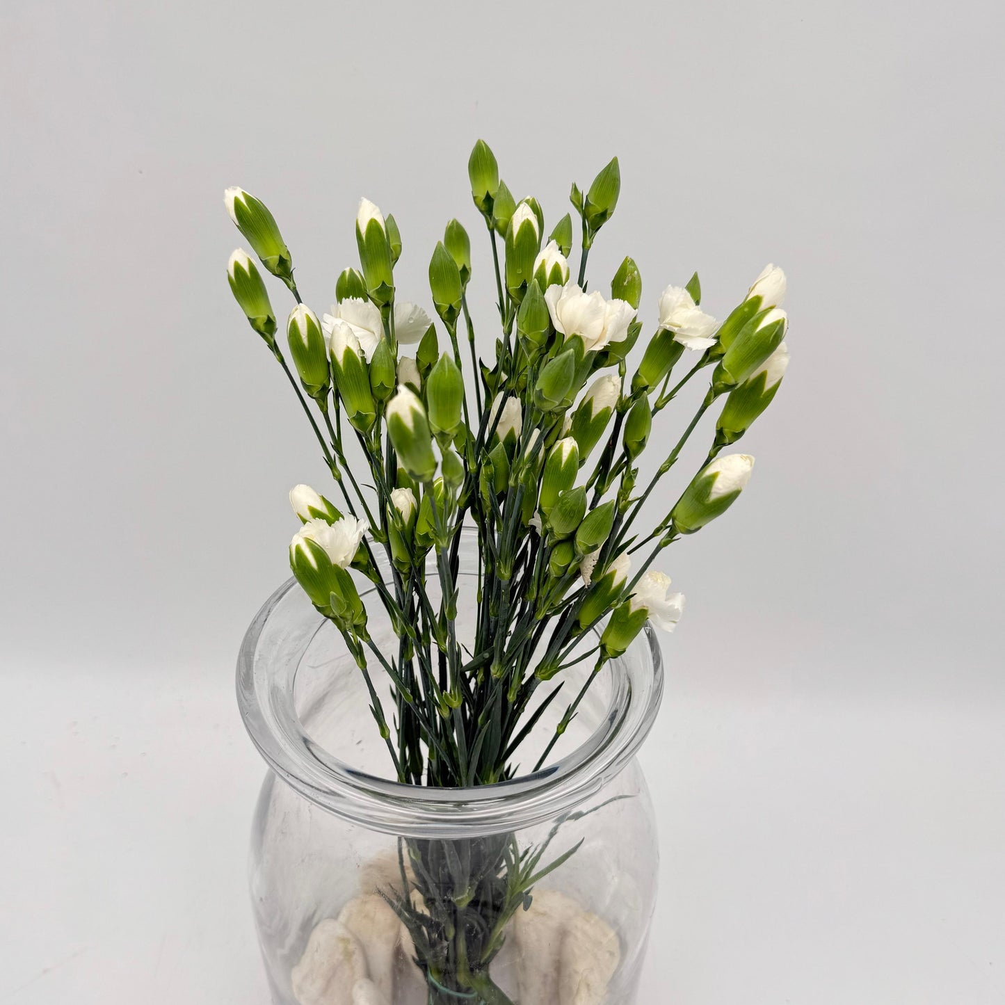 Dianthus caryophyllus White (x10s)