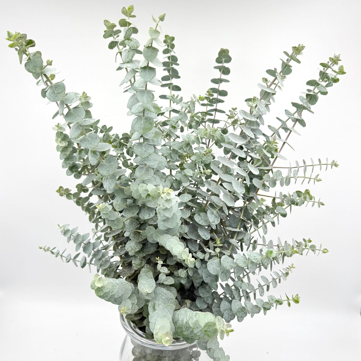 Eucalyptus Baby Blue 70cm (x10s)