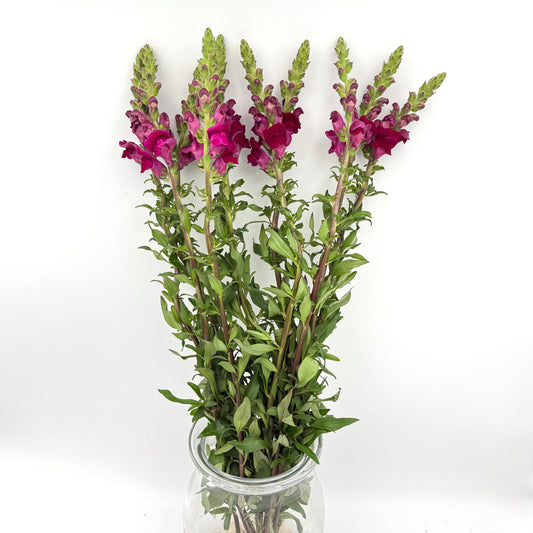 Antirrhinum Crimson 70cm (x10s)