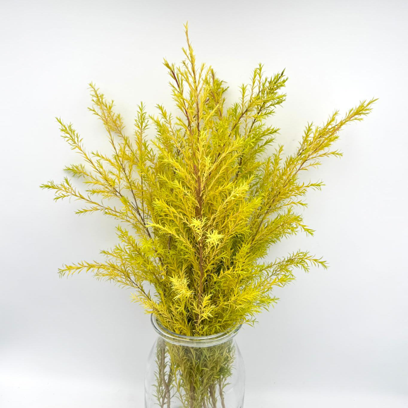 Melaleuca Yellow 70cm (x10s)