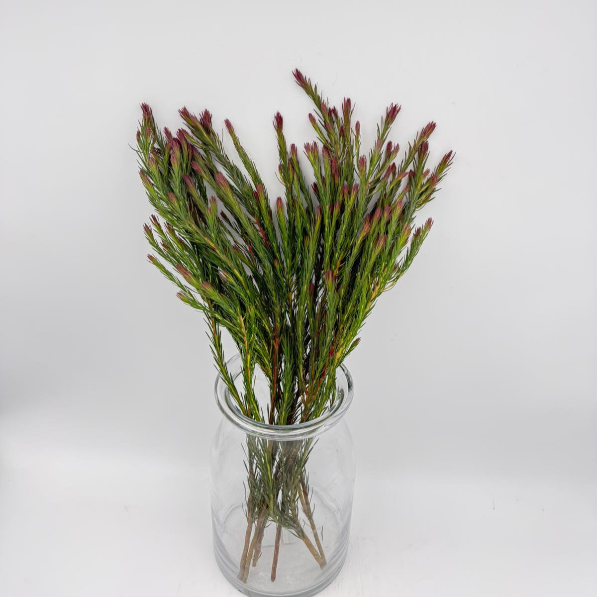 Jubilee Crown (x10s)