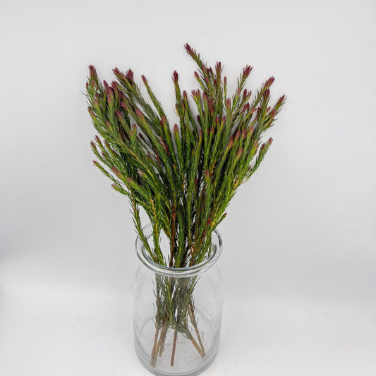 Jubilee Crown (x10s)