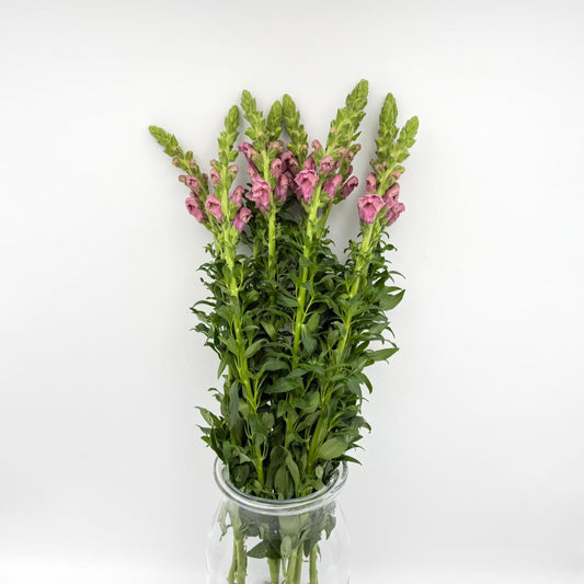 Antirrhinum Lavender (x10s)