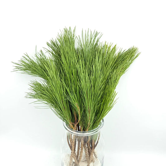 Pinho Ramificado 55cm (x10s)