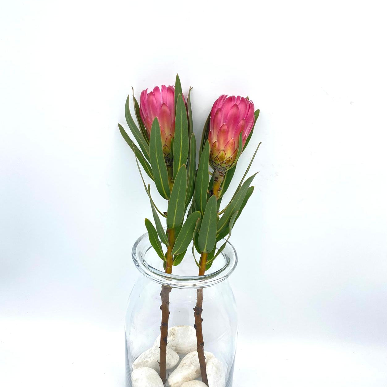 Brenda 50cm (x1s)