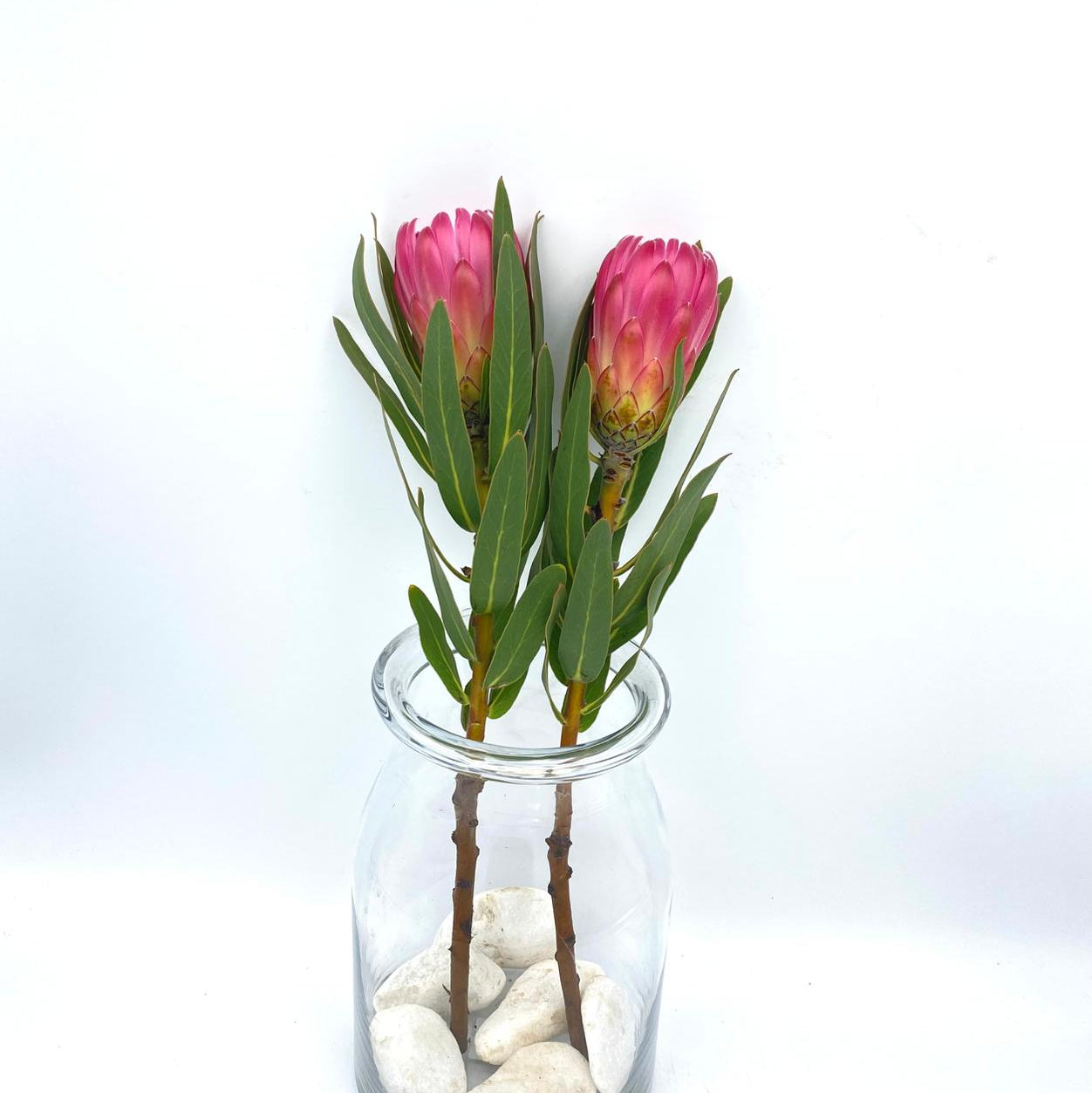 Brenda 40cm (x1s)