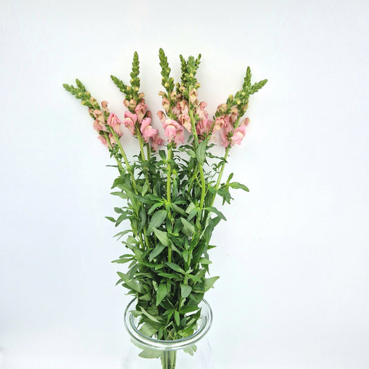 Antirrhinum Pink (x10s)