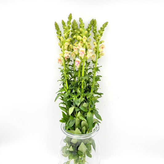 Antirrhinum Apple Blossom 70cm (x10s)