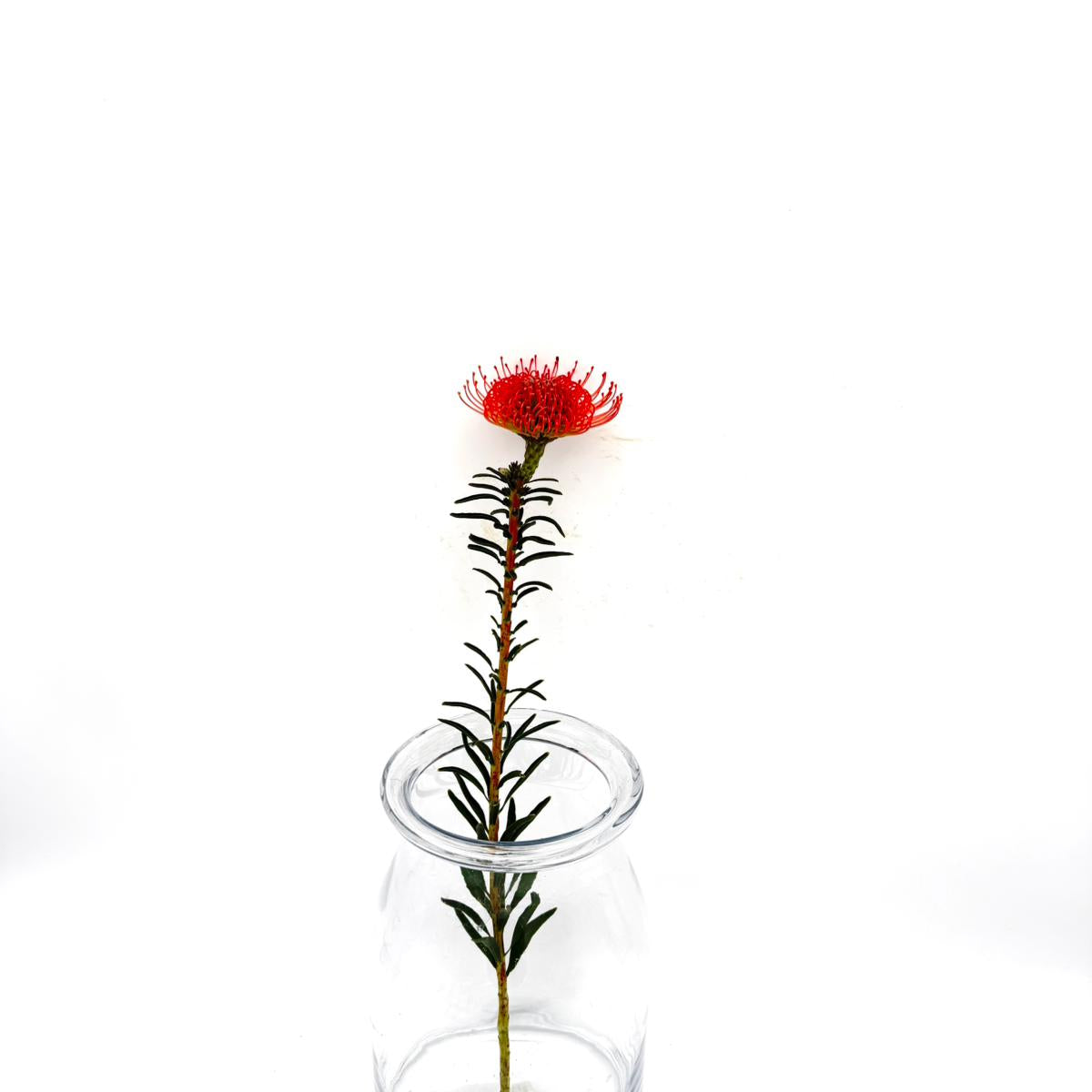 Succession (Euca) 50cm (x1s)
