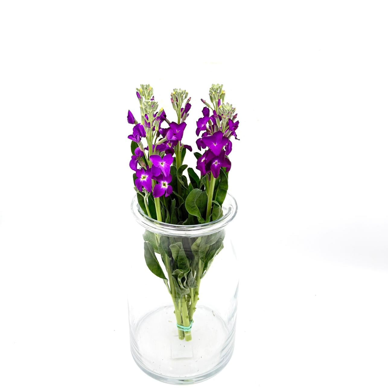Matthiola Single Purple 45-50cm (x5s)