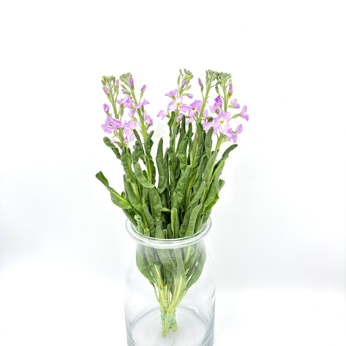 Matthiola Single Light Purple (x5s)