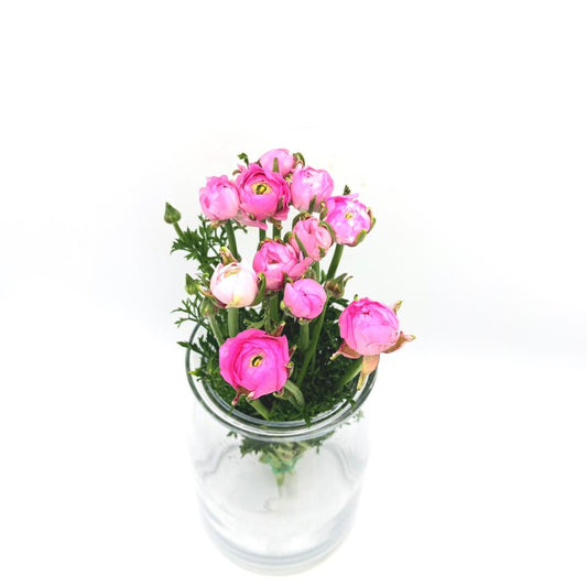 Ranunculus Pink (x10s)