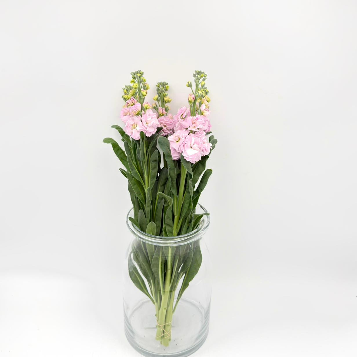 Matthiola Light Pink (x5s)