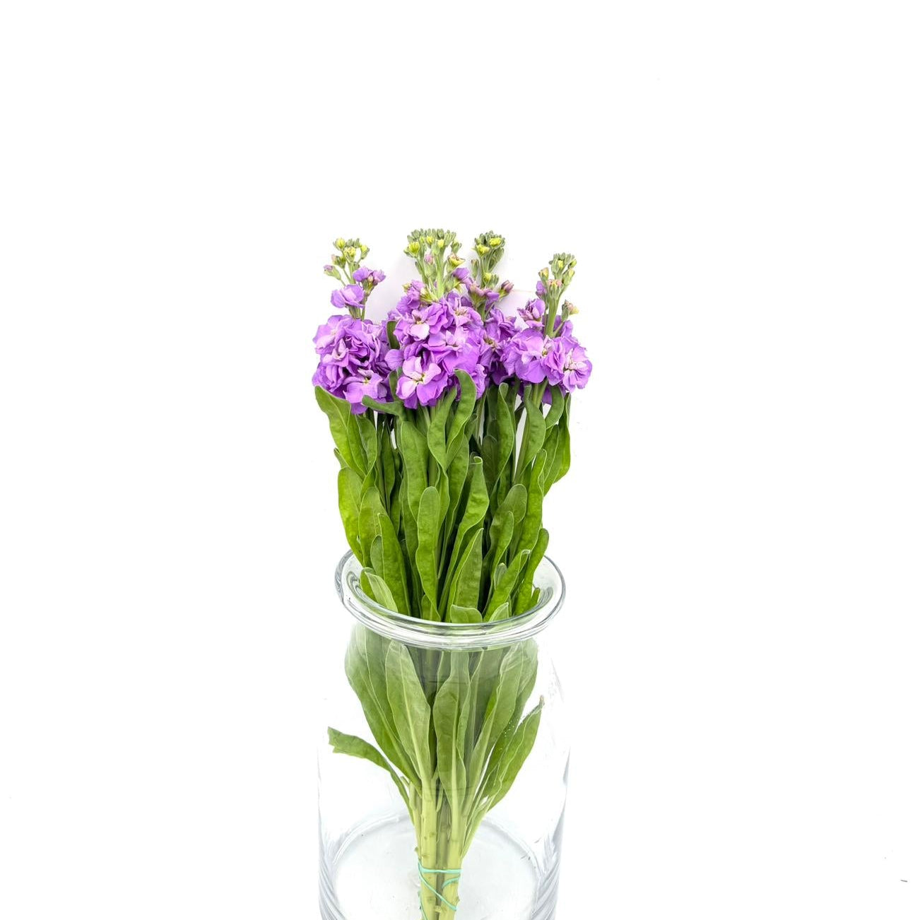 Matthiola Lavender (x5s)