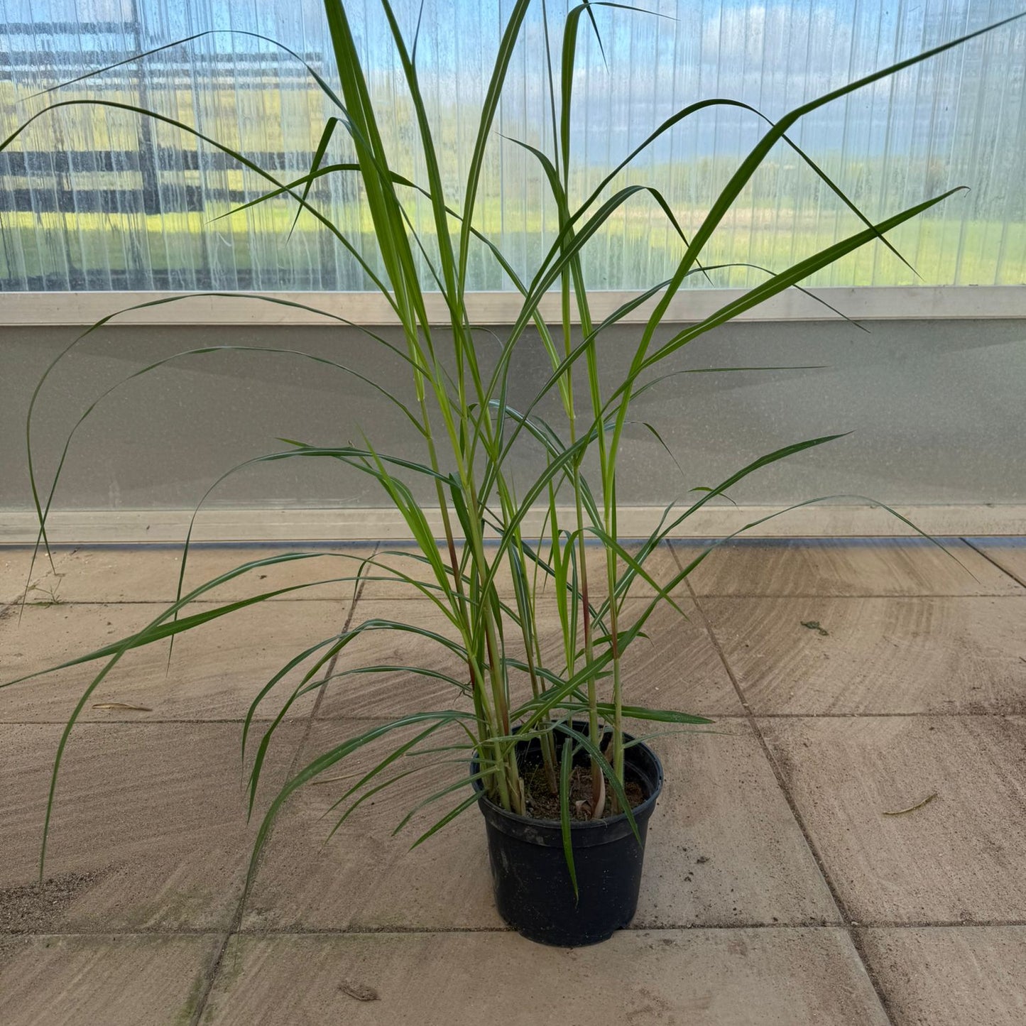 Miscanthus Planta em Vaso