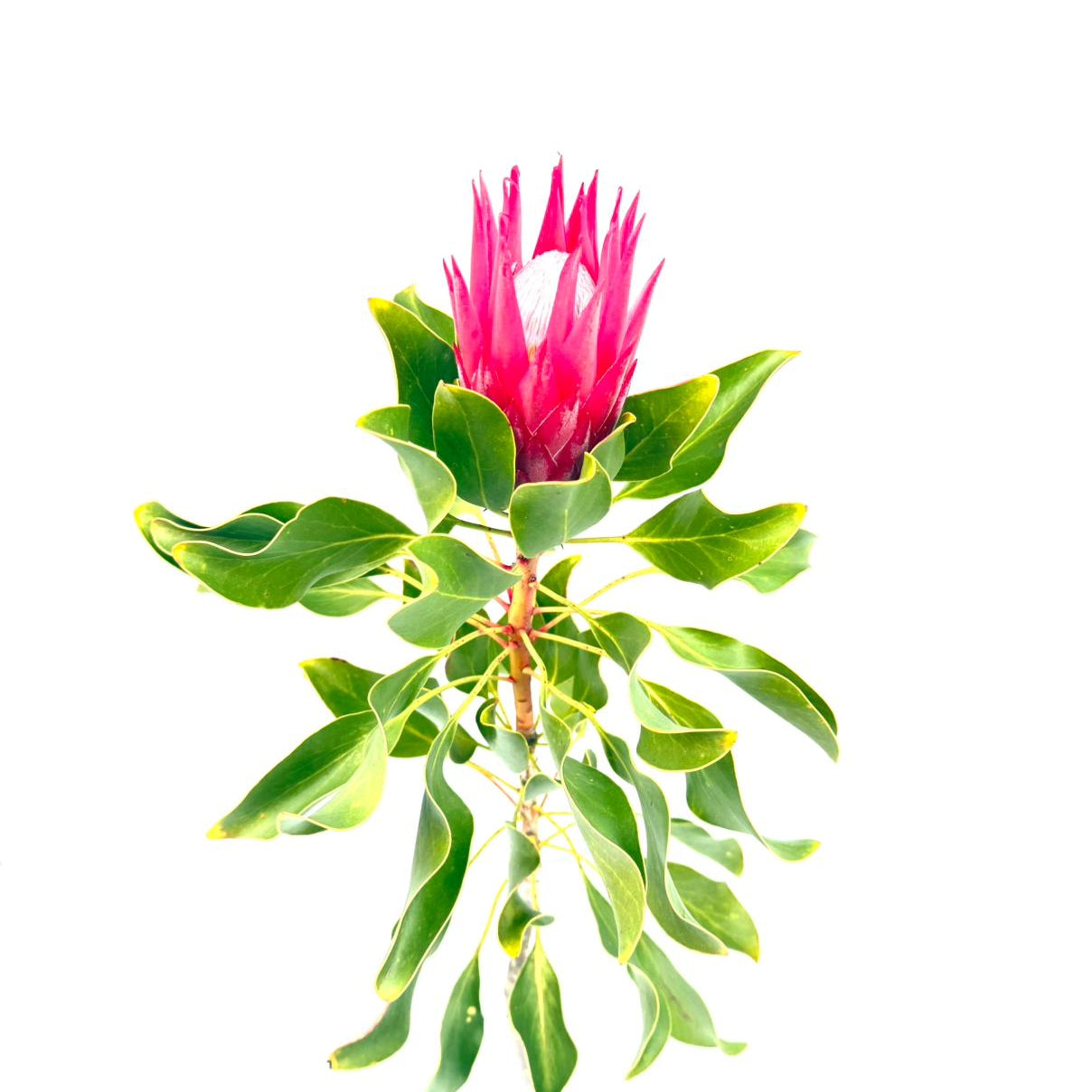 Protea Madiba 30cm (x1s)