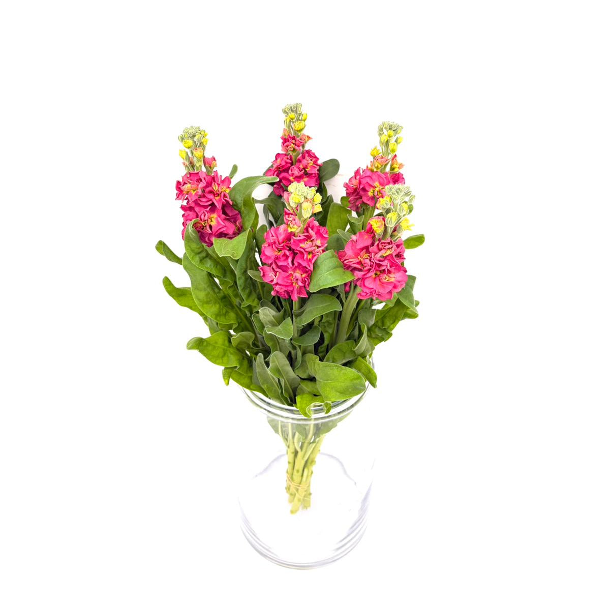 Matthiola Terra (x5s)