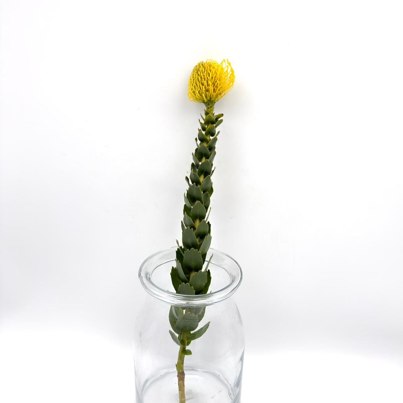 High Gold 60cm (x1s)