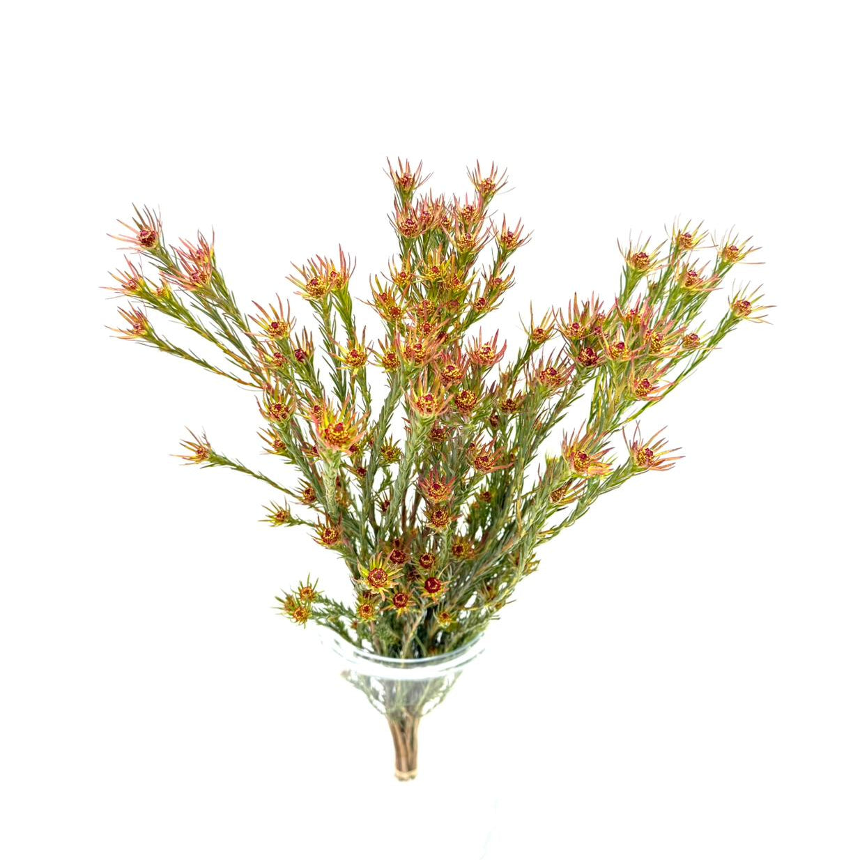 Jubilee Crown (x10s)