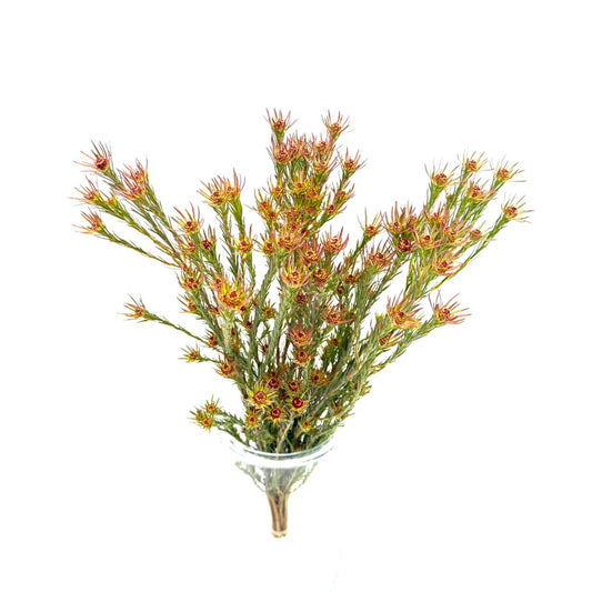 Jubilee Crown (x10s)