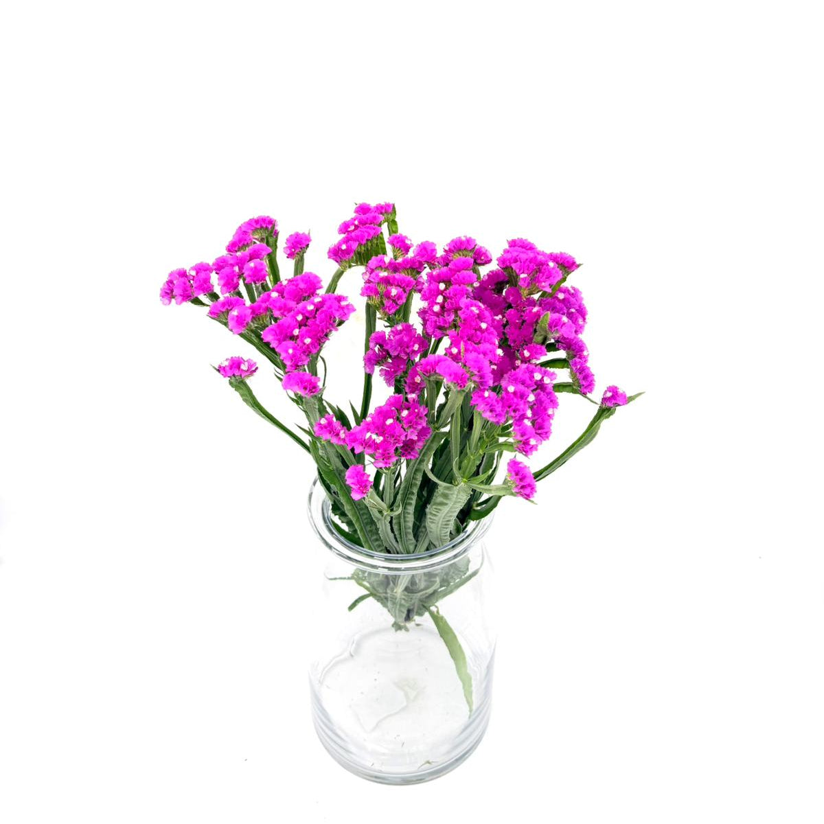 Limonium Statice Pink 50cm (x5s)