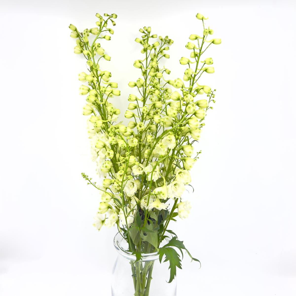 Delphinium Elatum White 80cm (x5s)