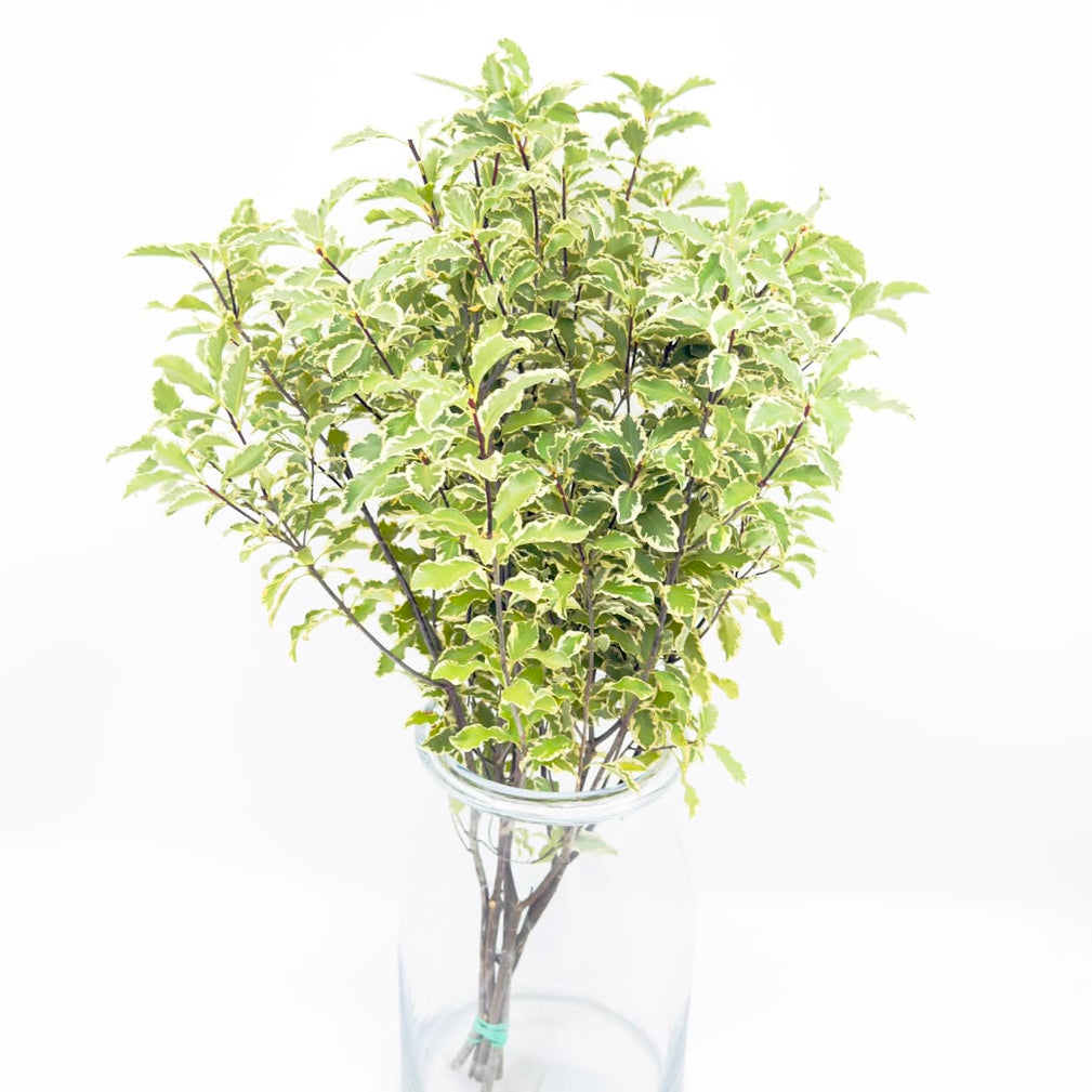 Pittosporum 55cm (x5s)