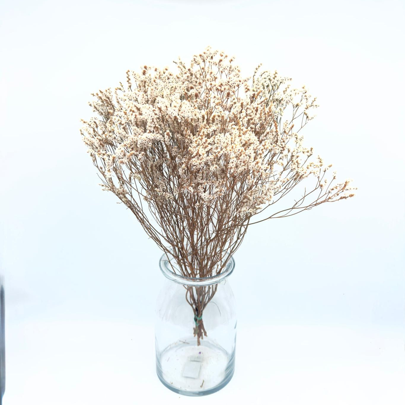 [SECO] Limonium Sinensis Puré Diamond 65cm (x10s)