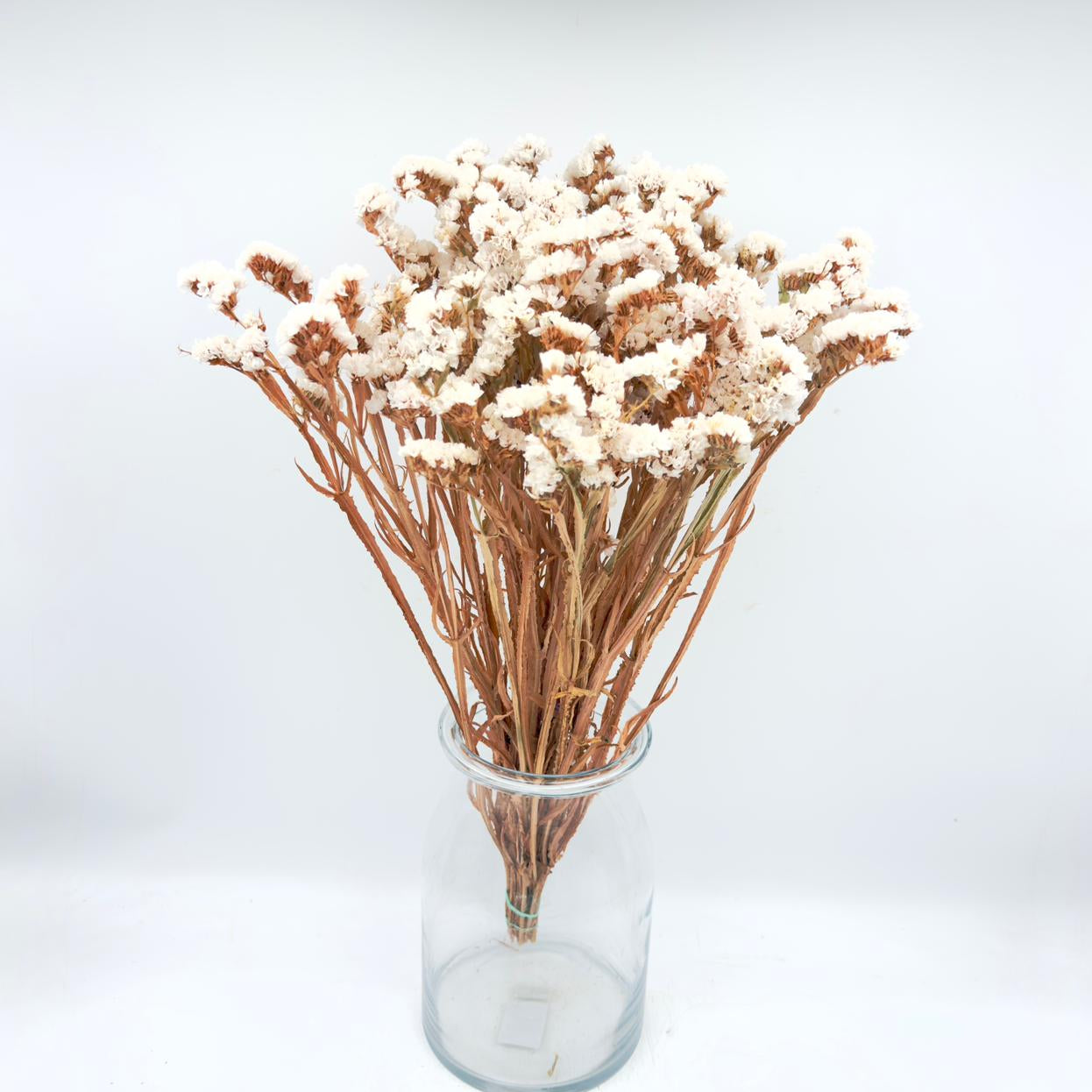 [SECO] Limonium Statice White 65cm (x10s)