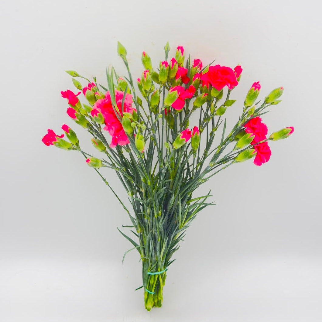 Dianthus caryophyllus Pink (x10s)