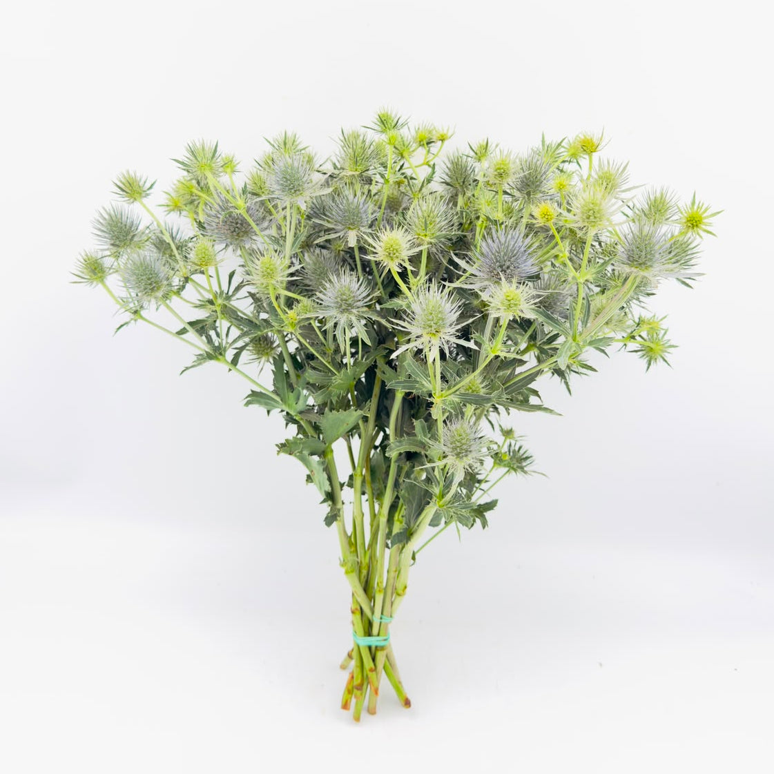 Eryngium Anita 50cm (x10s)