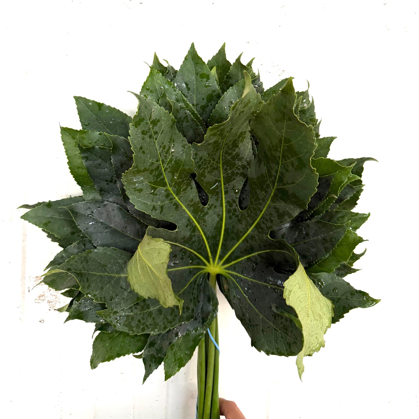 Aralia (x10s)