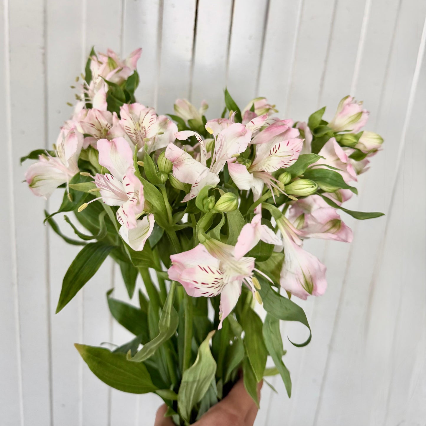 Alstroemeria Rosa 60cm (x10s)