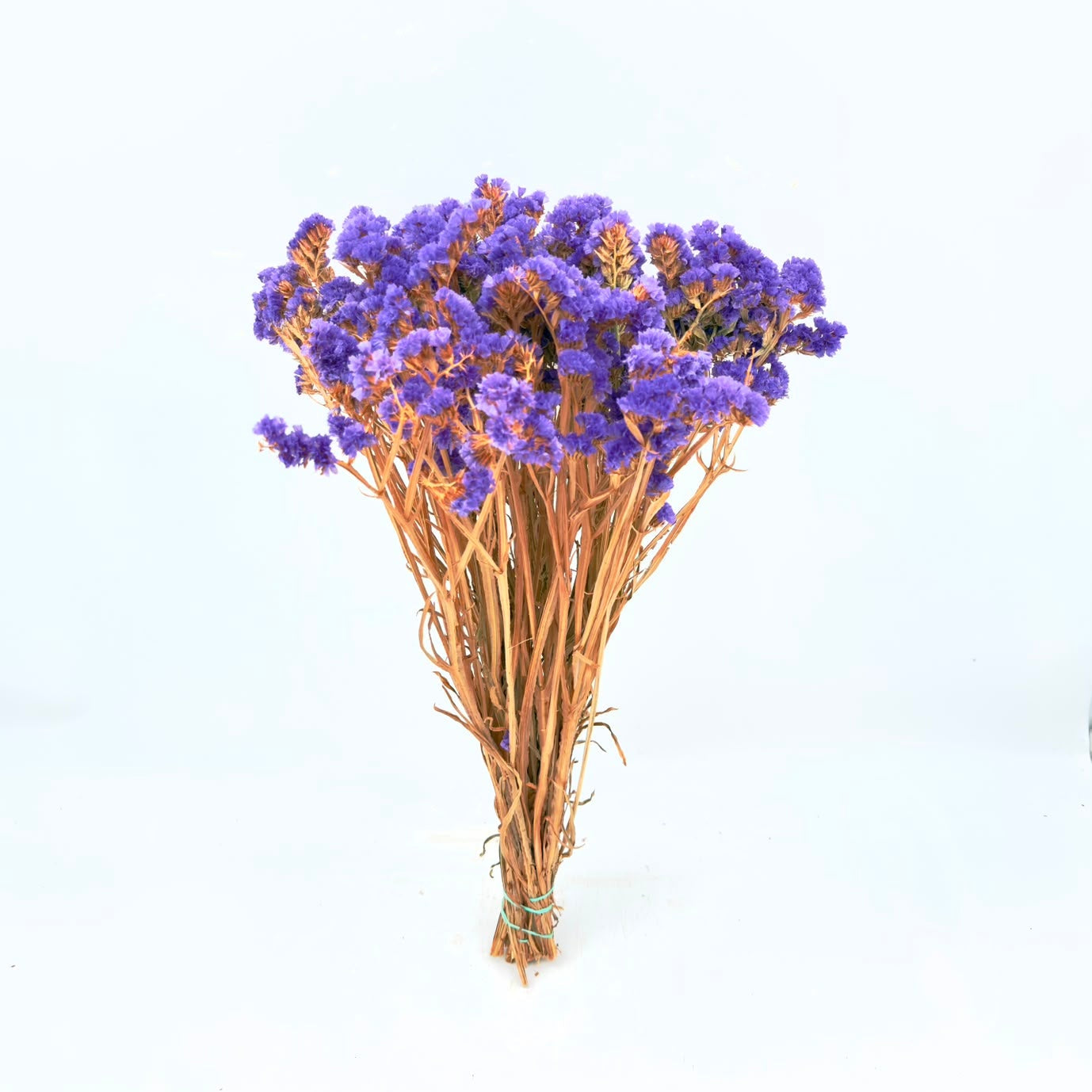 [SECO] Limonium Statice Violeta 50cm (x15s)