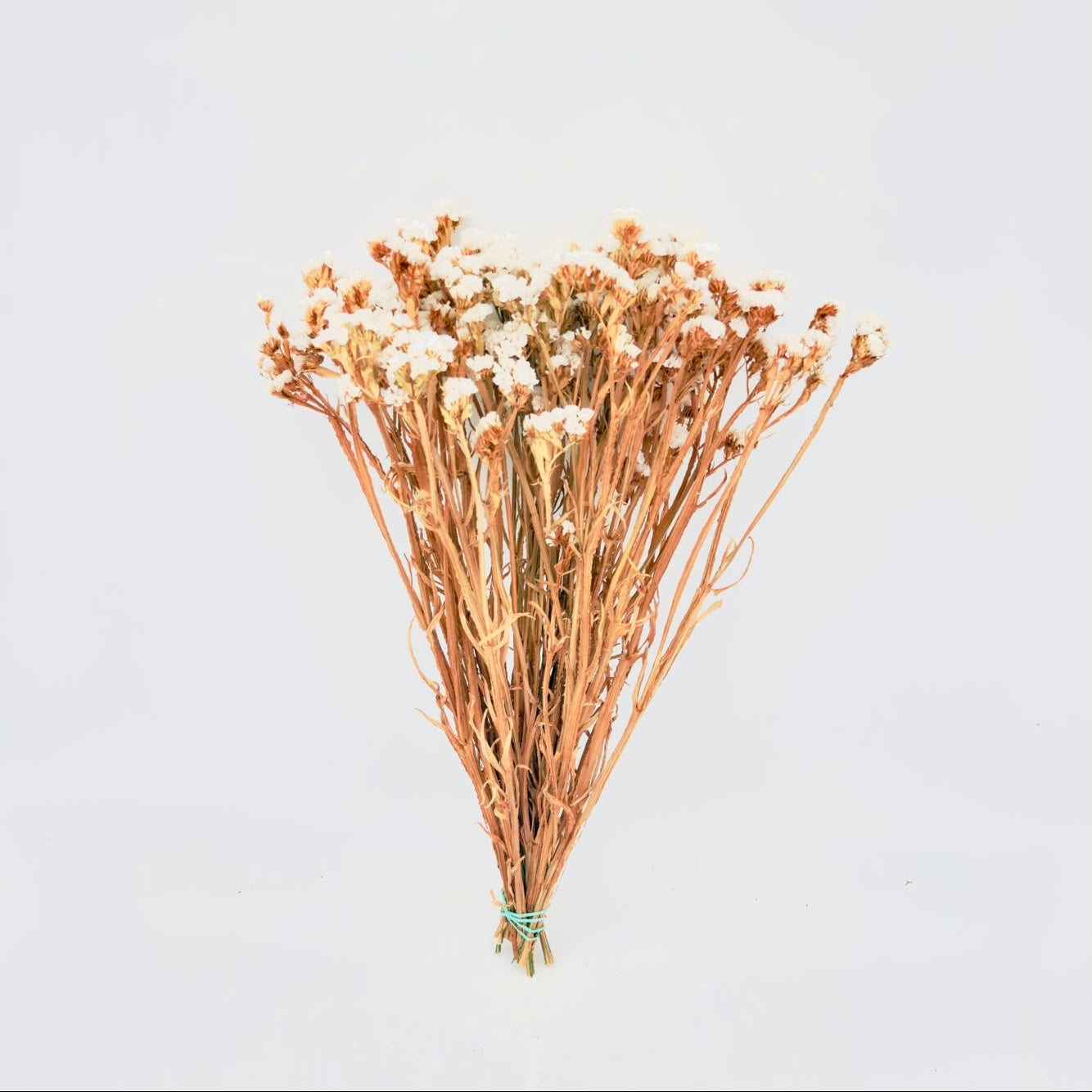[SECO] Limonium Statice White 50cm (x15s)